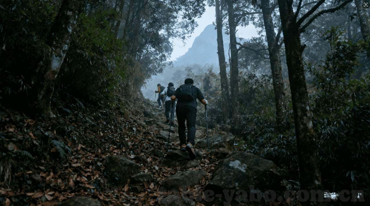 世界杯买球在哪sjb18 tv-世界杯买球，一场激情与策略并存的盛宴